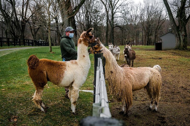 Leo Garcia walks Gizmo the llama back to a paddock last week at a private farm in Bedford Corners, N.Y.
(The New York Times/Ryan Christopher Jones)