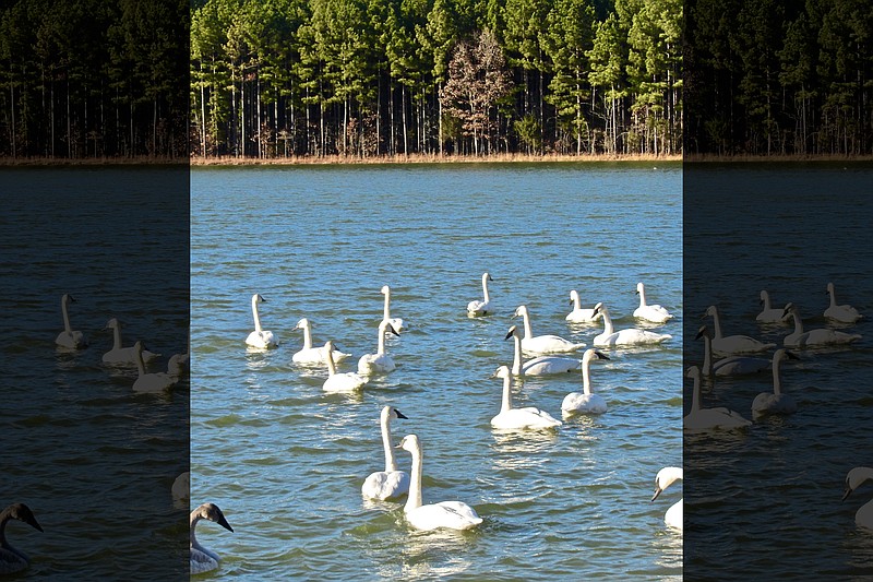 An unnamed Cleburne County Lake attracts trumpeters. (Special to the Democrat-Gazette/Marcia Schnedler)