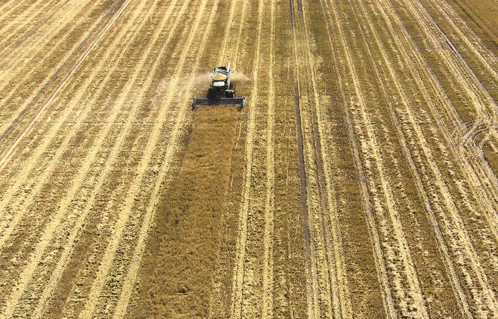Rice field day moved online amidst outbreaks