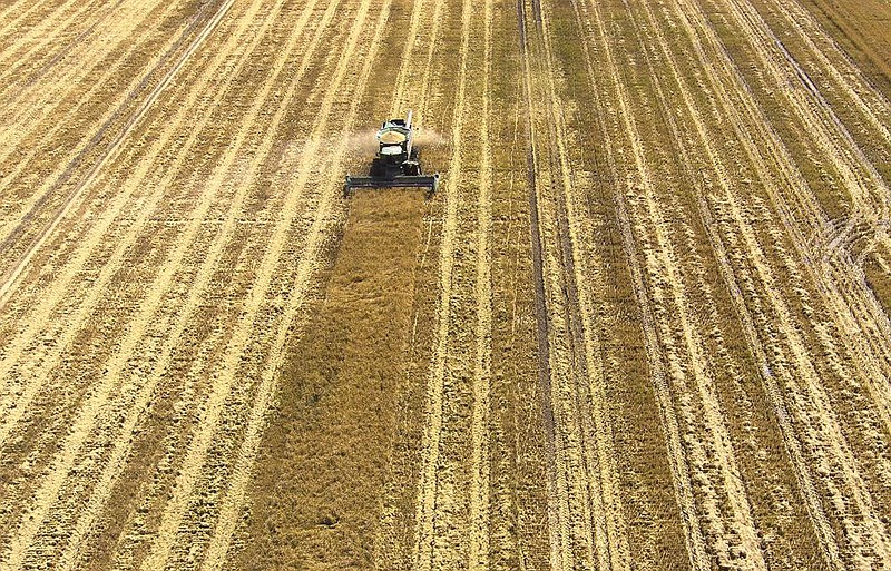 A farmer harvests rice in Monroe County near Brinkley in this September 2020 file photo. (Arkansas Democrat-Gazette/Staton Breidenthal)