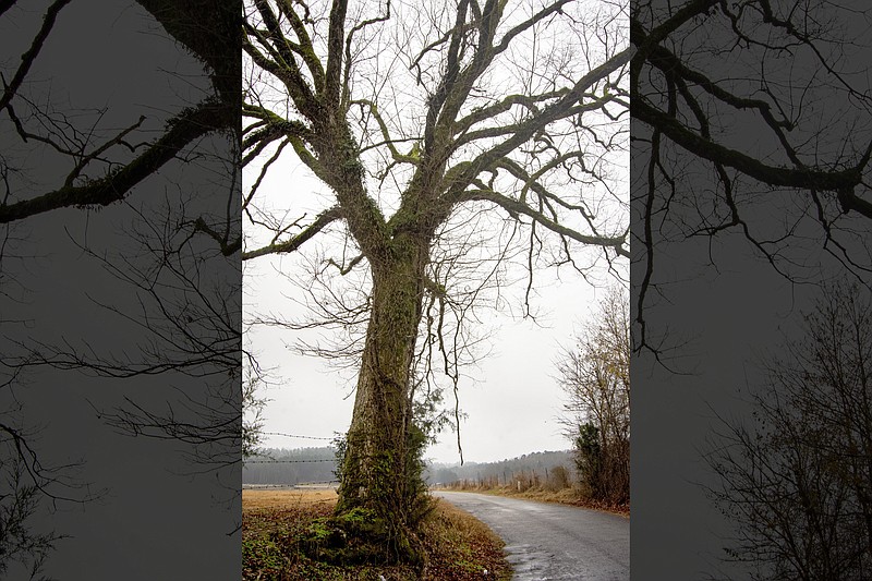 An old oak on a curve of Old Danville Road in Saline County. (Arkansas Democrat-Gazette/Cary Jenkins)