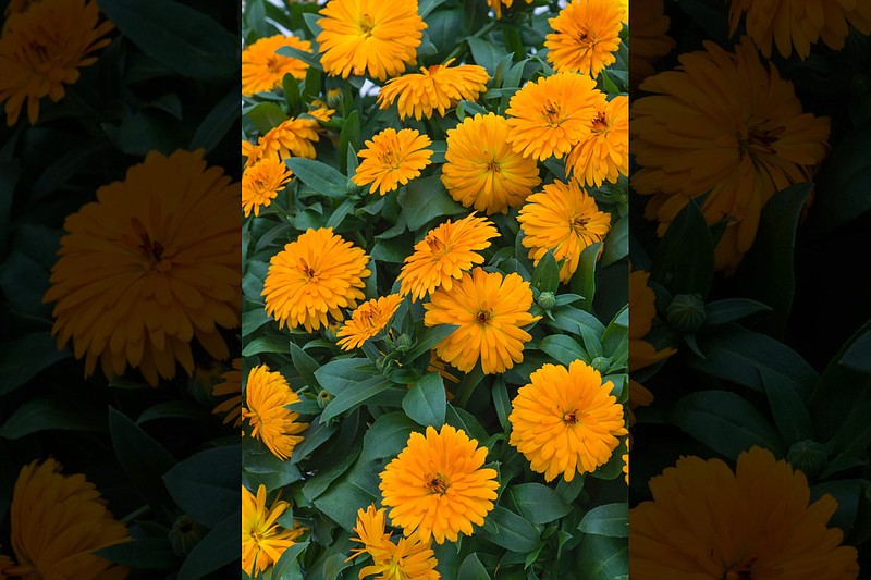 Lady Godiva calendulas come in orange and yellow and reach 16- inches tall and 18-inches wide. (TNS/Norman Winter) story.lead_photo.caption