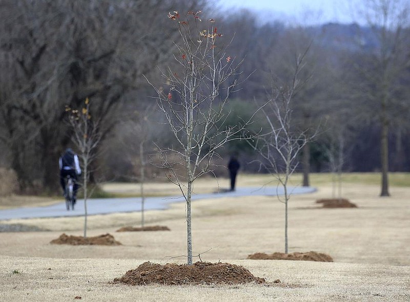 A jogger and a cyclist move along the Arkansas River Trail Wednesday Jan. 6, 2021 in Burns Park in North Little Rock near some of the 13 newly planted Red Oaks. (Arkansas Democrat-Gazette/Staton Breidenthal)