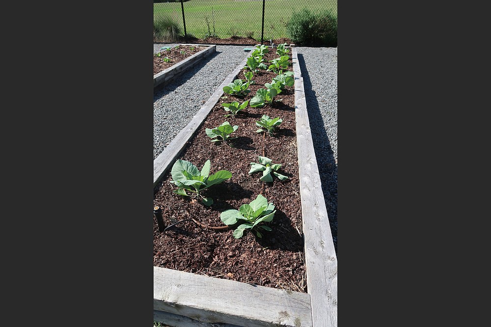 These raised beds at the C.A. Vines Arkansas 4H Center include irrigation systems as well as amended native soil. (Special to the Democrat-Gazette/Janet B. Carson)