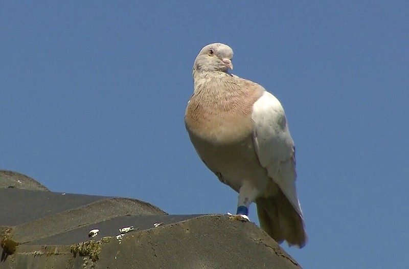 FILE - In this Jan. 13, 2021, file image made from video, a pigeon with a blue leg band stands on a rooftop in Melbourne, Australia.