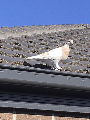 Joe the pigeon perches on a rooftop Wednesday in Melbourne, Australia.
(AP/Kevin Celli-Bird)