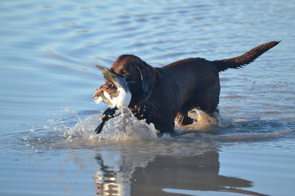 State conducts waterfowl survey so duck hunters know what’s up