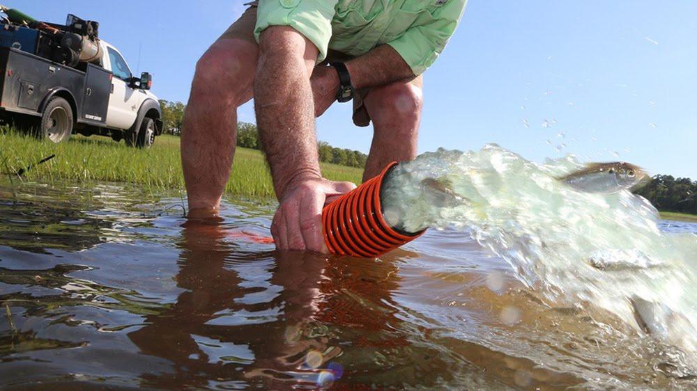 Baitfish made up big part of ’20 stockings, Game & Fish exec says