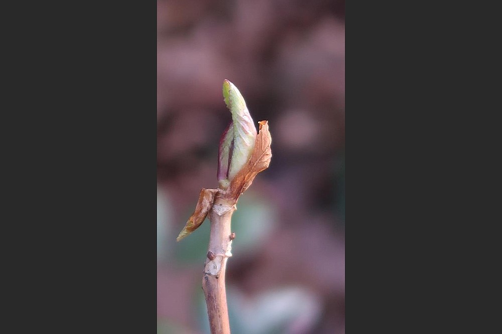 Hydrangea buds are not supposed to open in early winter, but this one was trying on Dec. 28, 2020. (Special to the Democrat-Gazette/Janet B. Carson)