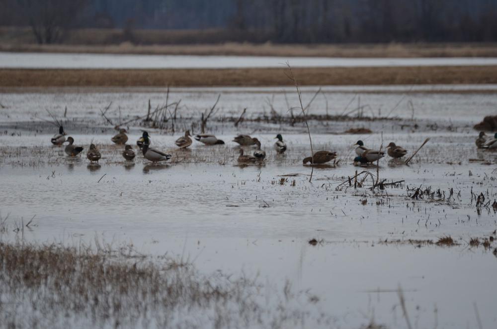 Hunters queried on duck harvests