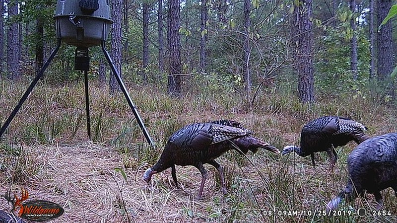 It’s exciting to see gobblers on your game cameras in the offseason, but they don’t guarantee those birds will be in the area in April, especially since feeders must be empty and deactivated well before the season begins.