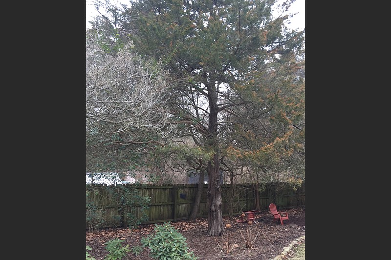 The University of Arkansas Cooperative Extension Service disease diagnostic lab could figure out what's killing these trees. (Special to the Democrat-Gazette)