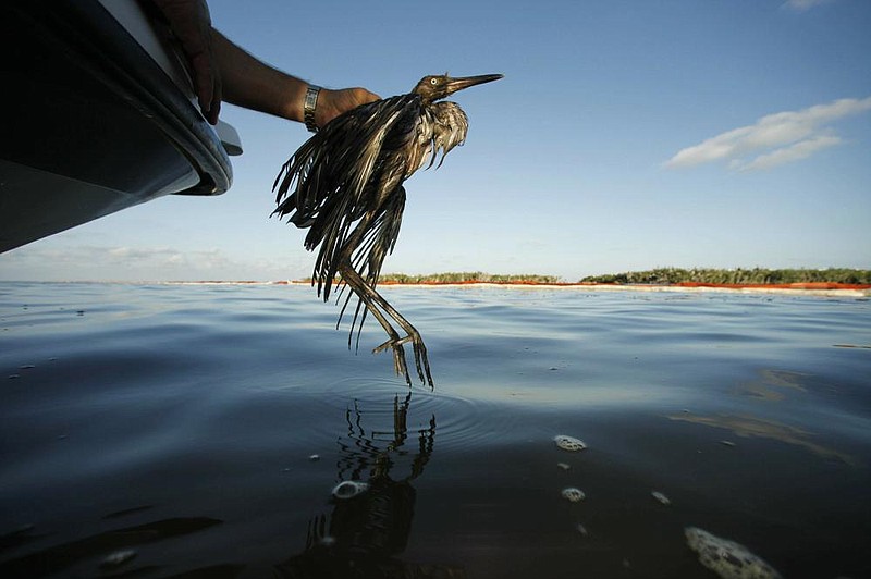 Plaquemines Parish Coastal Zone Director P.J. Hahn rescues an oil-covered bird from Barataria Bay, La., in this 2010 photo. The Biden administration said Thursday that it was delaying a rule that would have weakened the government’s power to enforce the Migratory Bird Treaty Act.
(AP)