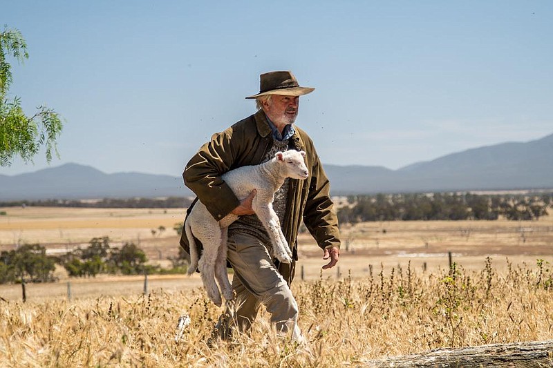 Colin (Sam Neill) is an Australian sheep farmer at odds with his brother in Jeremy Sims’ "Rams,” a re-make of a 2015 Icelandic film.