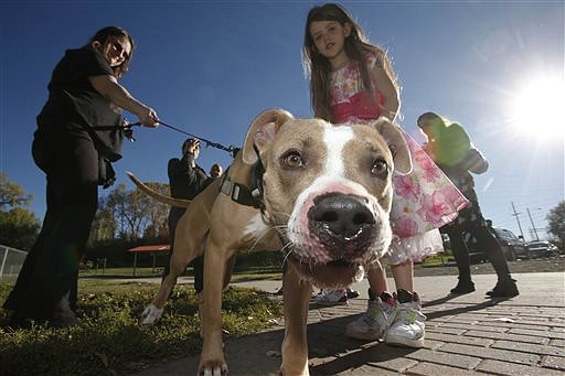 A pit bull named Buddy stands with caretaker Michelle Mayer (left) and 9-year-old Charlie Burton at a dog park in the south Denver suburb of Englewood, Colo., in this Tuesday, Oct. 14, 2014, file photo. Buddy was being cared for in Englewood because of a ban on pit bulls in Aurora, Colo., where the dog lived with his owners.
