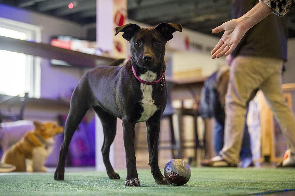 Puppy Bowl