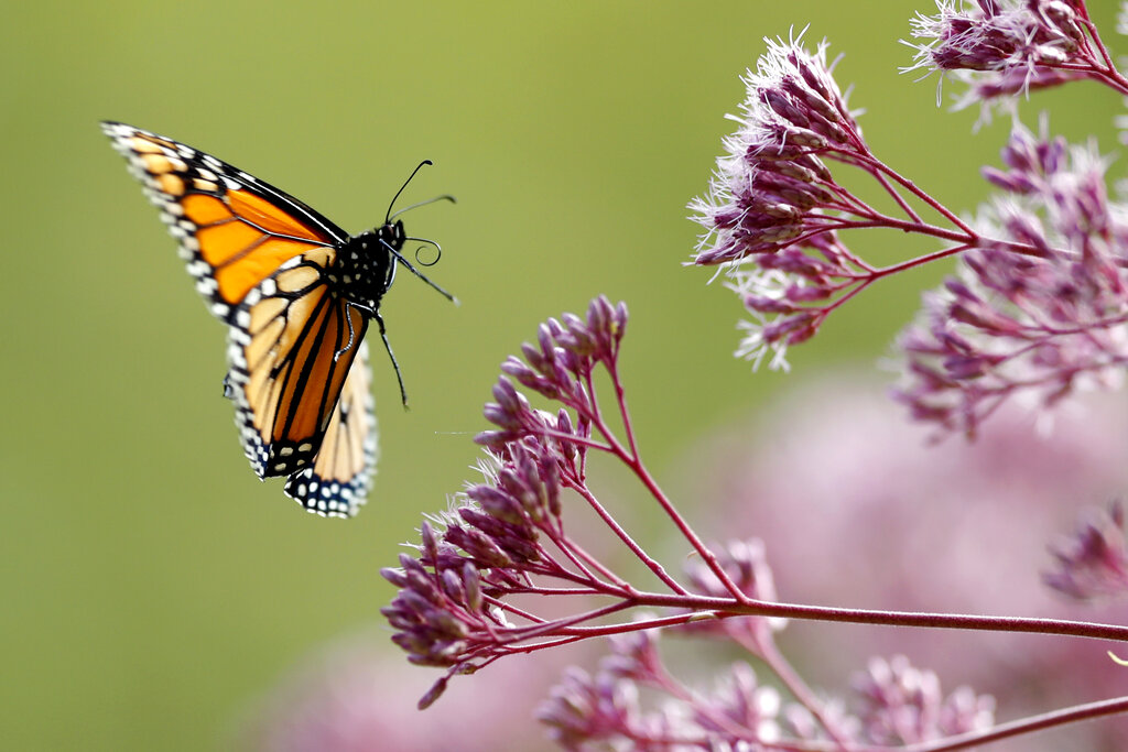 Feb. 22 webinar to study butterfly