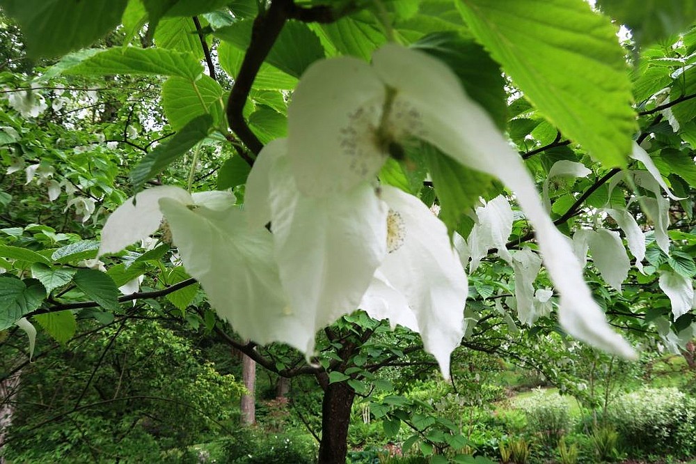 french mystery plants revealed