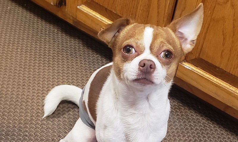 Gary Burris' dog, Boris, was found sitting on top of his chest when he was found dead in downtown Little Rock on Saturday, according to police.