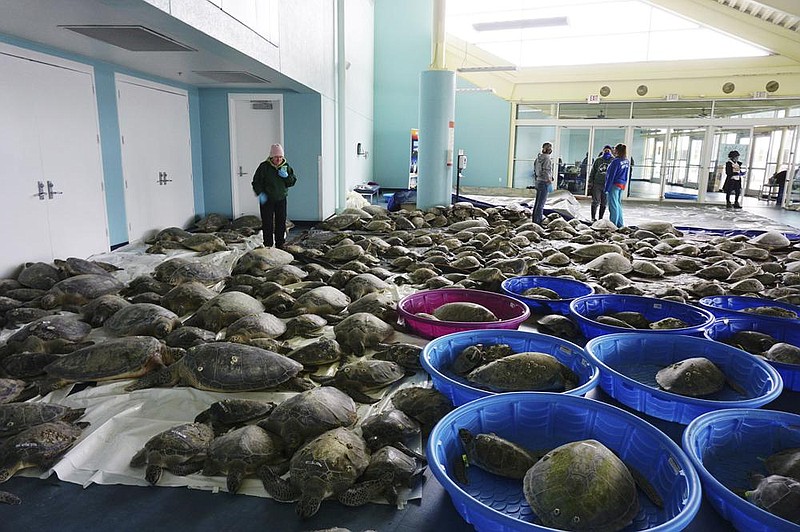 Thousands of Atlantic green sea turtles and Kemp’s ridley sea turtles suffering from cold stun are laid out to recover Tuesday at the South Padre Island Convention Center on South Padre Island, Texas.
(AP/The Brownsville Herald/Miguel Roberts)