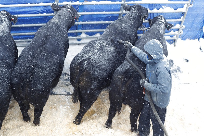 Bundled up against near-zero temperatures and a light snow, a worker tries to dry off cattle from the Bar Arrow Cattle Company of Phillipsburg, Kan., on display in the stockyard at the 111th annual National Western Stock Show and Rodeo in Denver in this Jan. 5, 2017, file photo.