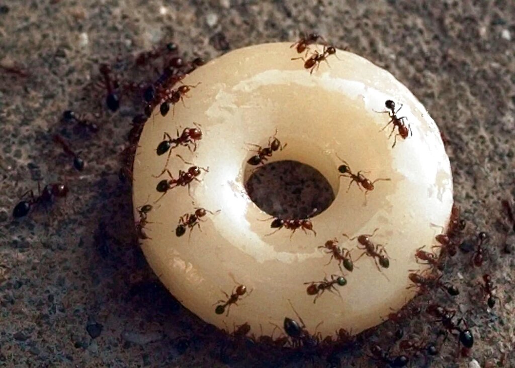 Freeze trouble to some insects