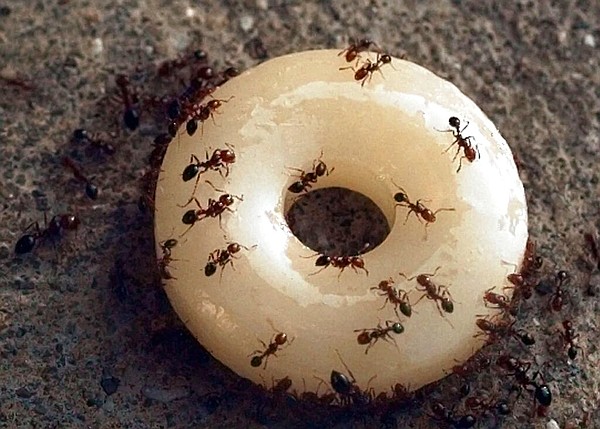USDA expands fire ant quarantine in Arkansas - Vimarsana News
