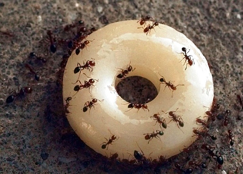 Fire ants converge on a piece of candy in Dallas in this August 1997 file photo. (AP/Eric Gay)