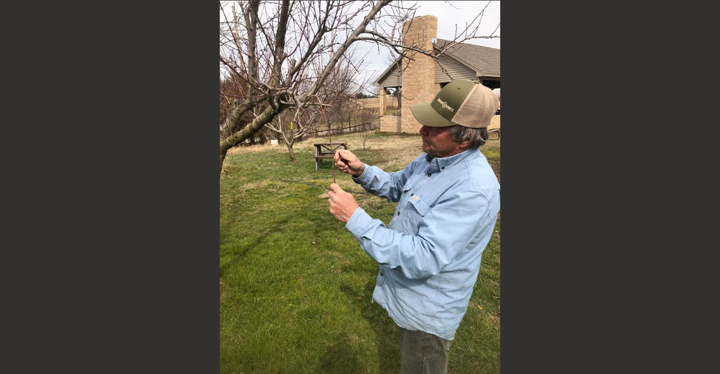 Fruit growers study options after freeze