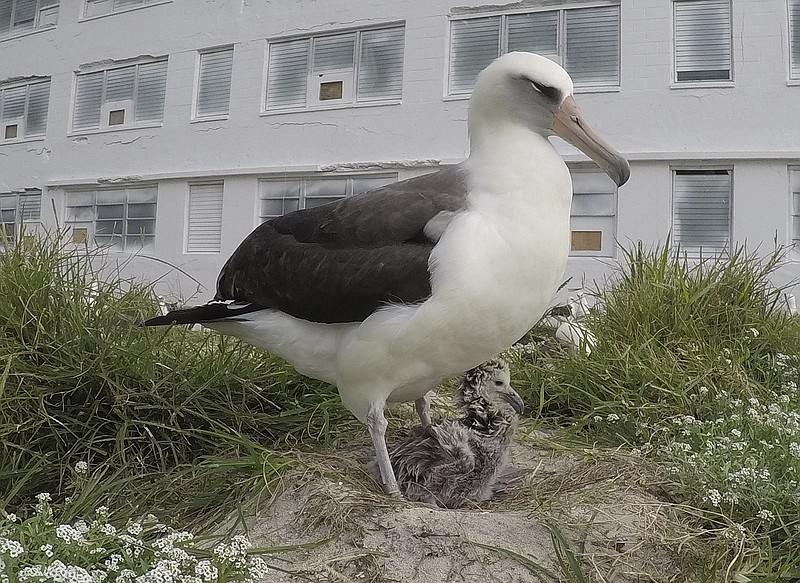 Wisdom, the world’s oldest known breeding bird with a chick, stands in a nest in 2018 at the Midway Atoll National Wildlife Refuge and Battle of Midway National Memorial. The 70-year-old Laysan albatross recently hatched an egg, at least the 30th time she has done so in her longer than usual life.
(AP/U.S. Fish and Wildlife Service/Bob Peyton)