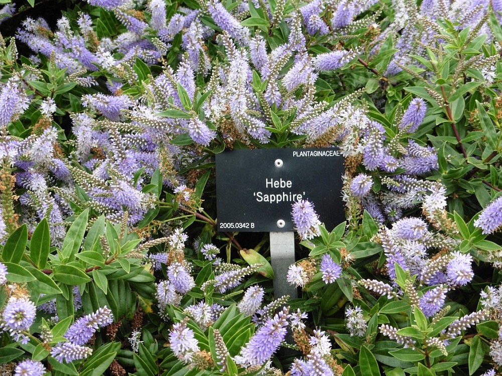 Cornwall Mystery Plants