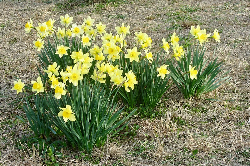 Wye Mountain Daffodil Festival Proceeds As Planned The Arkansas