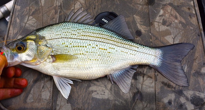 White bass fishing is red hot right now on lakes and rivers across Arkansas. You can catch them from boats, canoes, kayaks and from the bank with basic light tackle. Lake Maumelle is an excellent destination for anglers in Central Arkansas.
(Arkansas Democrat-Gazette/Bryan Hendricks)