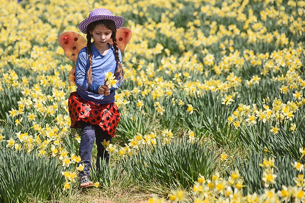 Wye Mountain Daffodil Festival