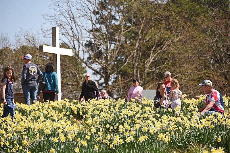 Families flock to the field of daffodils Sunday, March 21, 2021 during the last day of the Wye Mountain Daffodil Festival..(Arkansas Democrat-Gazette/Staci Vandagriff)