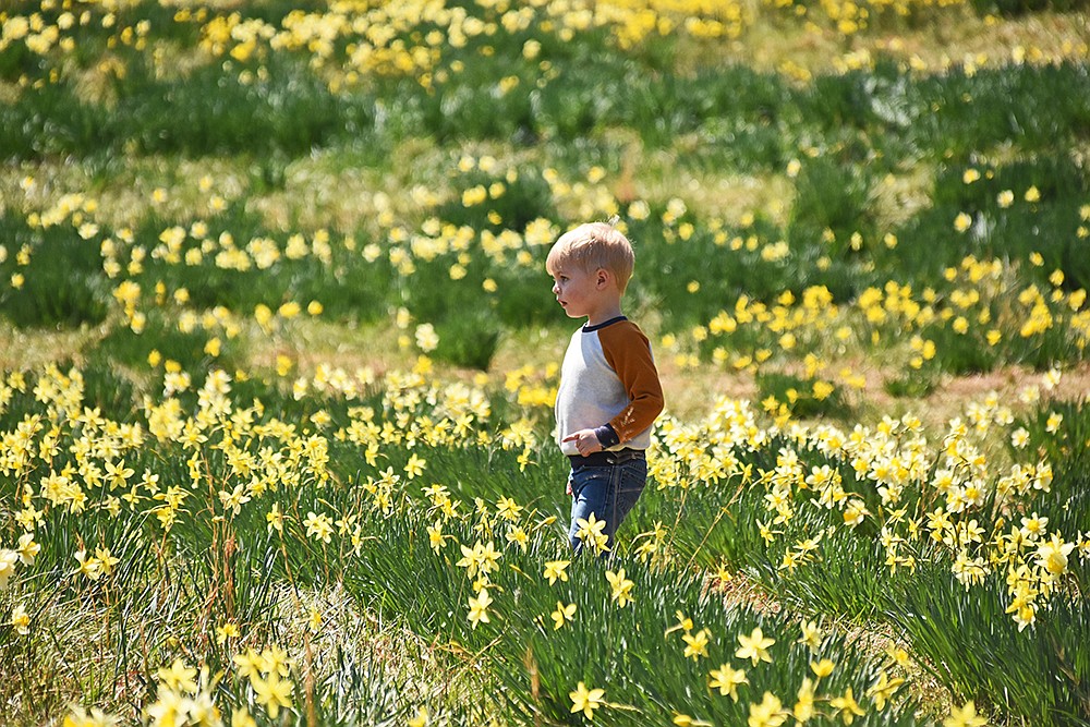 Wye Mountain Daffodil Festival