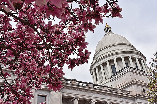 Magnolia trees bloom around the Arkansas State Capitol building Thursday, March 18, 2021 in Little Rock.