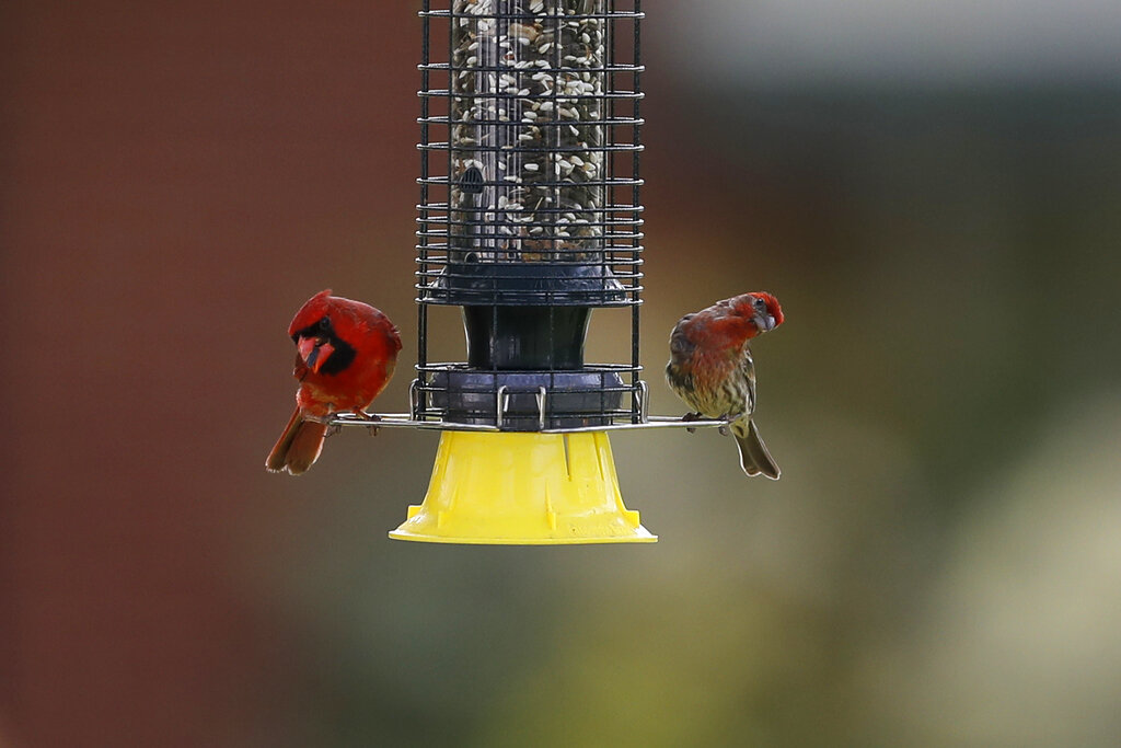 Bird feeders linked to spread of infection