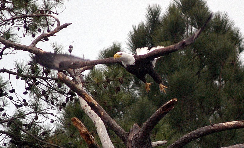 A bald eagle launches out of a dead tree in the Long Creek Cove area of DeGray Lake in this January 2004 file photo. (Arkansas Democrat-Gazette file photo)