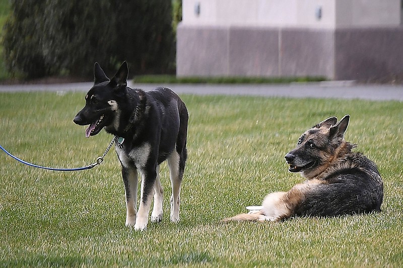 Major (left) and Champ get some fresh air Wednesday on the South Lawn of the White House. Champ roamed free, but Major was kept on a leash.
(AP/Mandel Ngan)