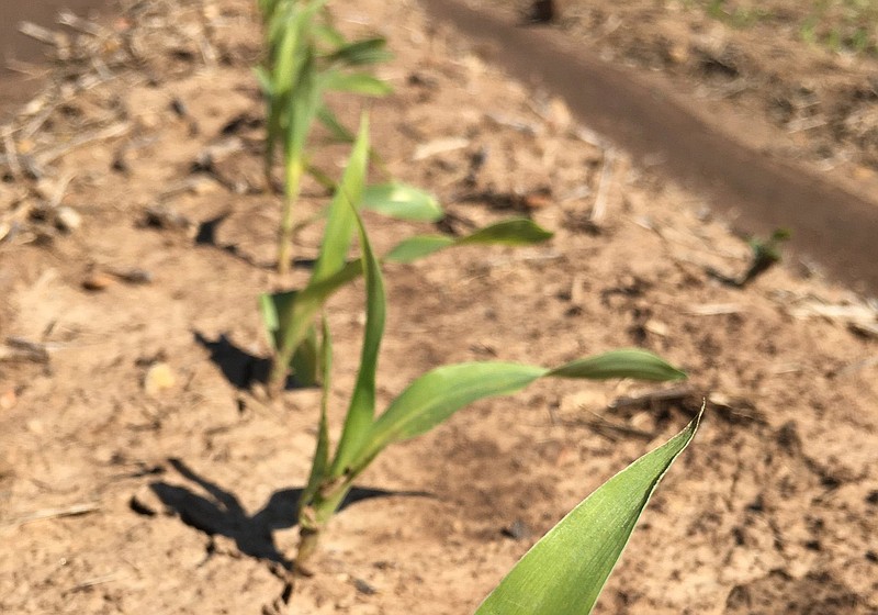 Several crop futures rose this week based on a report from the USDA that estimates crop acreages. Shown here is a stand of corn being grown in Jefferson County. 
(Special to The Commercial)