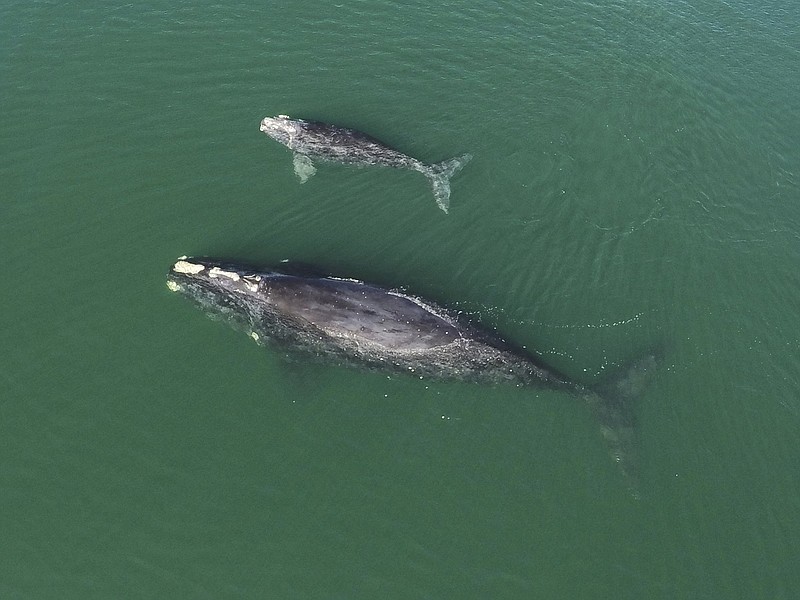 A North Atlantic right whale mother and calf swim in January near Wassaw Island, Ga.
(AP/Georgia Department of Natural Resources)