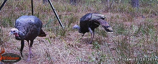 La caza de pavos es primordial