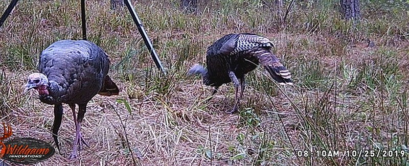 If you hunt on private land, game cameras will show you whether turkeys are in your area. It is illegal to hunt turkeys over bait. The Arkansas Game and Fish Commission defines a baited area as bait present or having been present within 10 days of hunting.