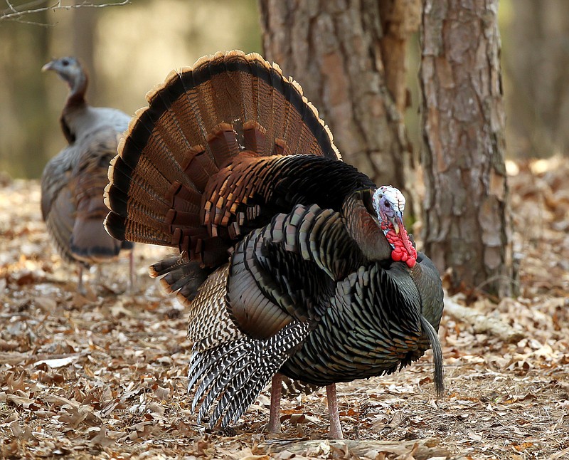 A new Arkansas Game and Fish Commission rule says, “Only one turkey may be checked per hunter during the first seven days of the season, regardless of zone.” 
(Special to The Commercial/Mike Wintroath, Arkansas Game and Fish Commission)