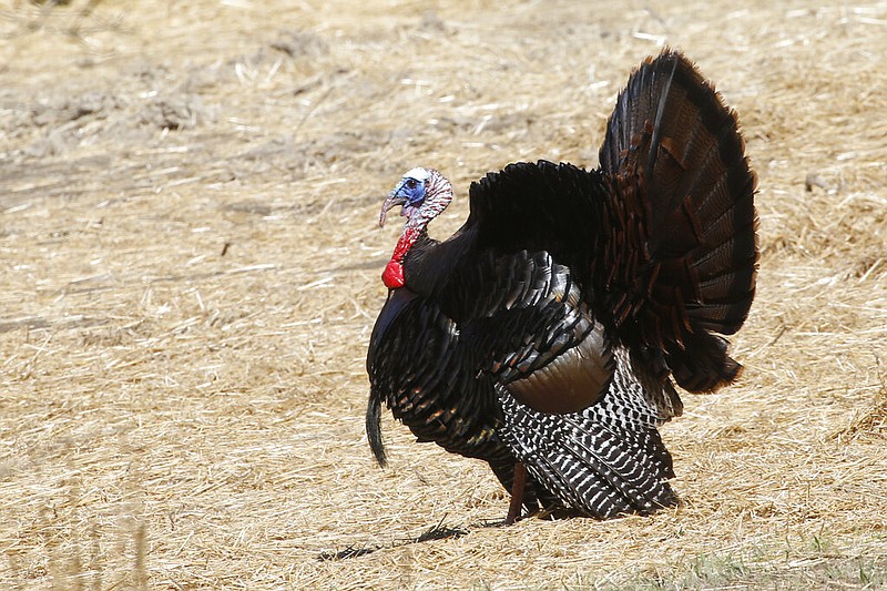 A wild tom turkey spreads his tail and puffs out his feathers as he approaches a hen in a field in Zelienople, Pa., in this May 2, 2015, file photo. (AP/Keith Srakocic)
