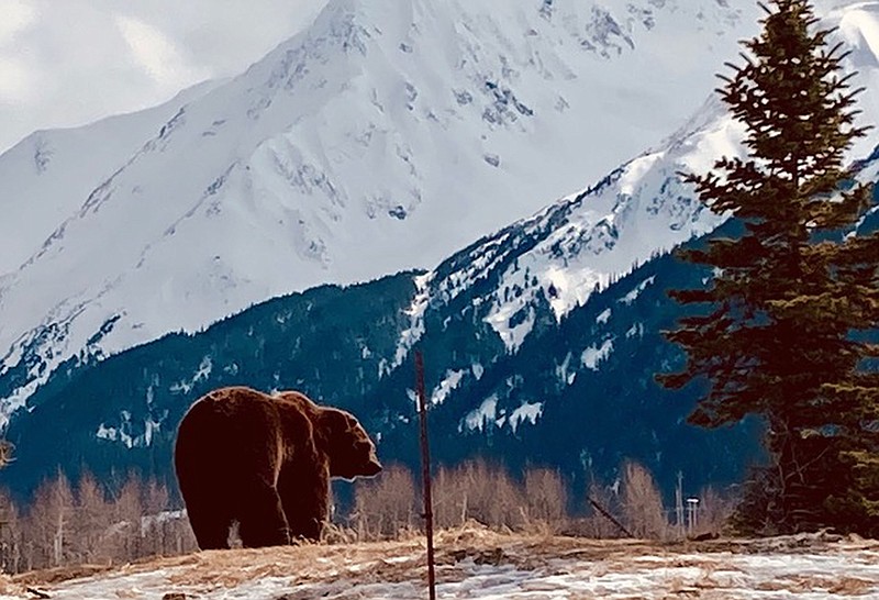 Alaska is said to support a population of about 30,000 brown bears, including this one the author saw between Seward and Anchorage. More photos at arkansasonline.com/411alaska/.
(Arkansas Democrat-Gazette/Bryan Hendricks)