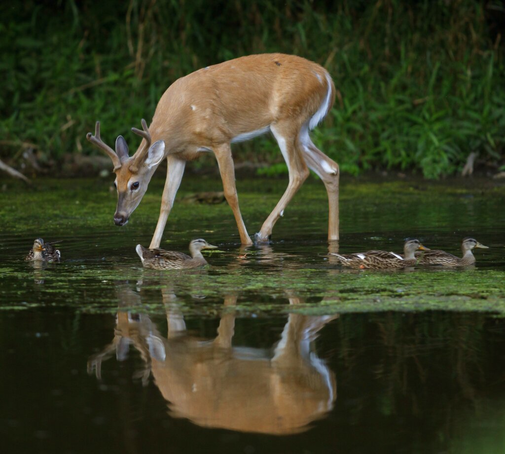 Tips on ponds’ upkeep offered