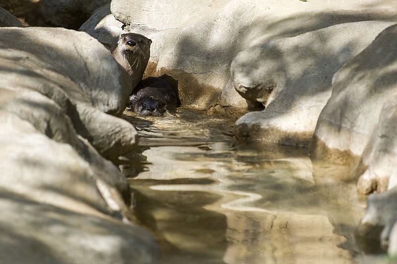 Carly, a North American River Otter, pushes one of her pups into the water in her habitat at the Little Rock Zoo on Tuesday, April 13, 2021. (Arkansas Democrat-Gazette/Stephen Swofford)