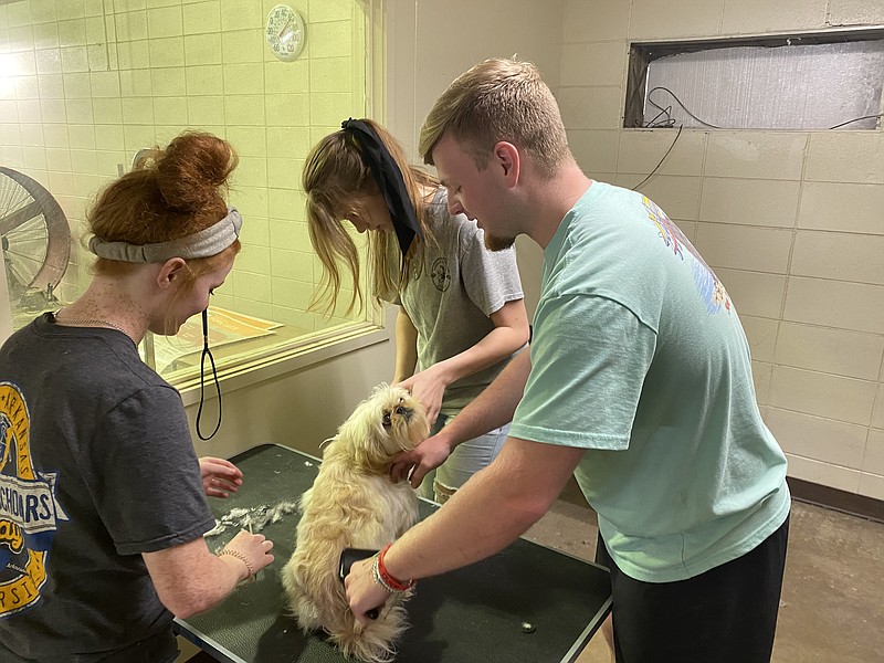 (From left) Alexis Lewis, Emily Kelly and West Hagaman work together to groom a pet at the Panthers’ Pet Spa.